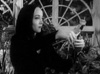 Morticia clipping a rose